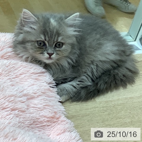スコティッシュフォールドの写真
