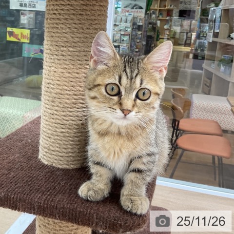 ミヌエットの写真