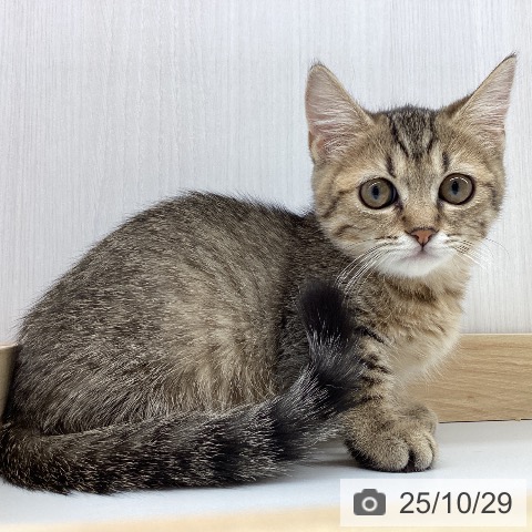 ミヌエットの写真