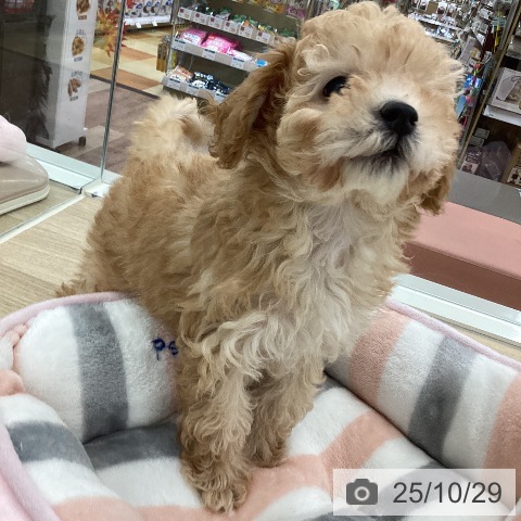 トイ・プードルの写真