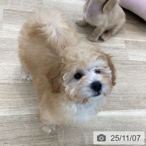 トイ・プードルの写真