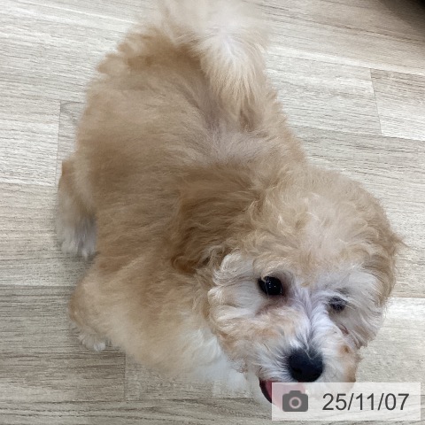 トイ・プードルの写真