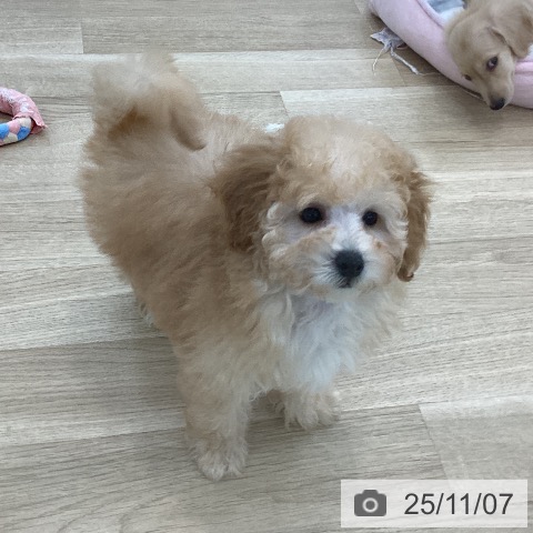 トイ・プードルの写真