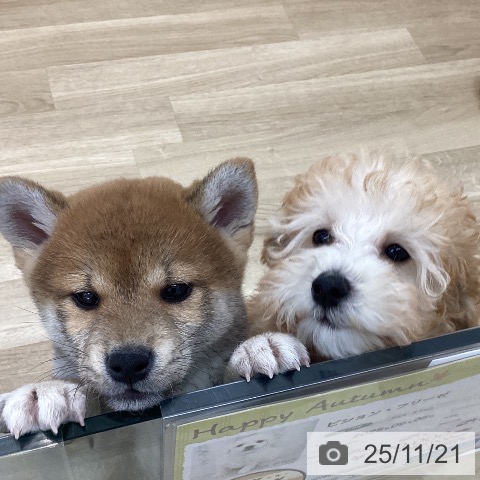 トイ・プードルの写真