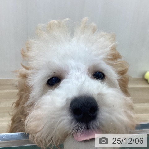 トイ・プードルの写真