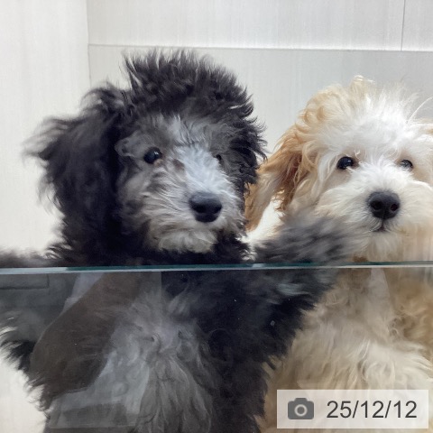 トイ・プードルの写真