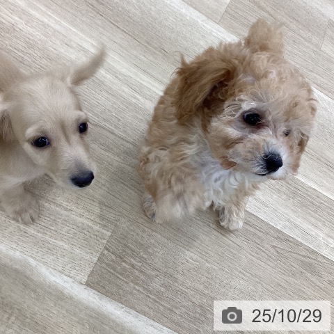 トイ・プードルの写真