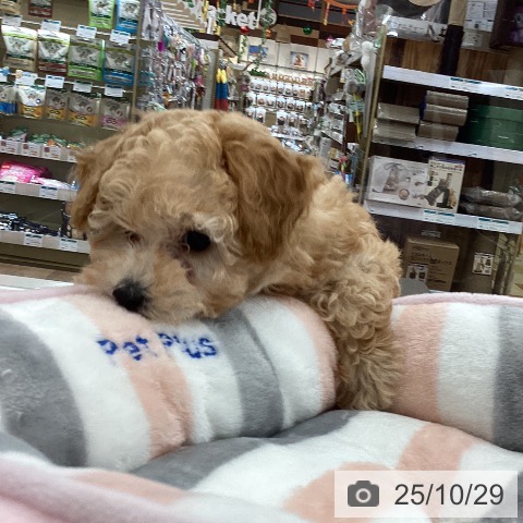 トイ・プードルの写真