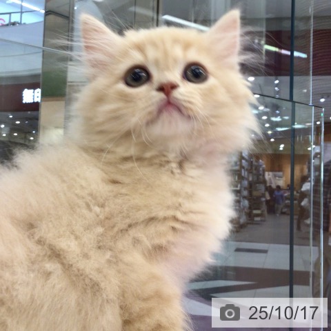スコティッシュフォールドの写真