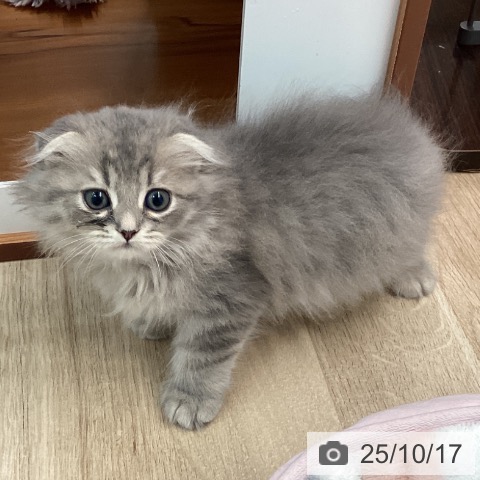スコティッシュフォールドの写真