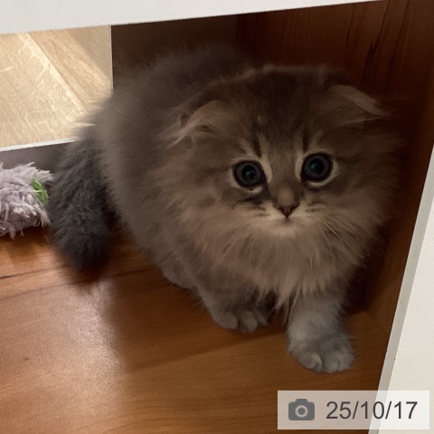 スコティッシュフォールドの写真