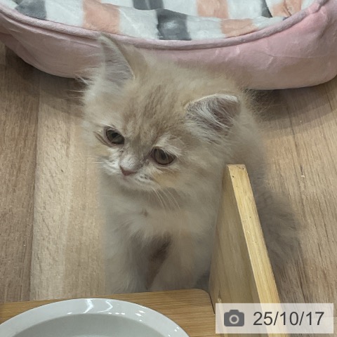 スコティッシュフォールドの写真