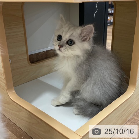 ペルシャの写真