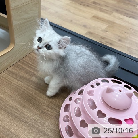 ペルシャの写真