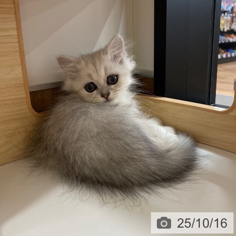ペルシャの写真