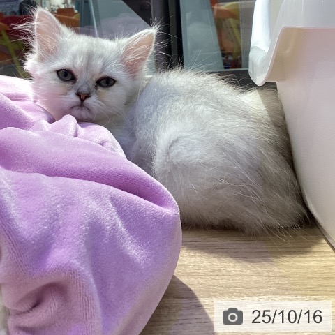 ペルシャの写真