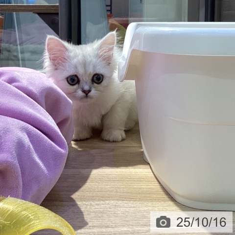 ペルシャの写真
