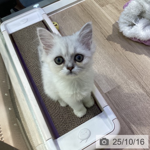 ペルシャの写真