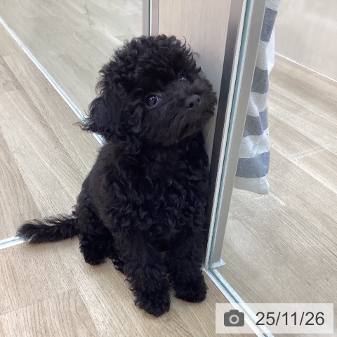 トイ・プードルの写真