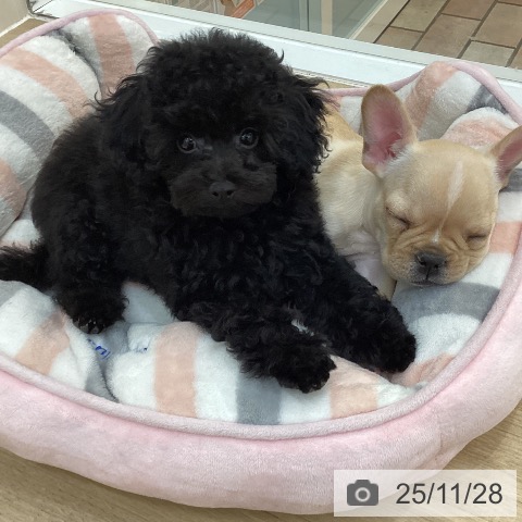 トイ・プードルの写真