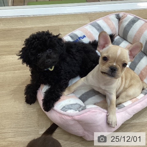 トイ・プードルの写真