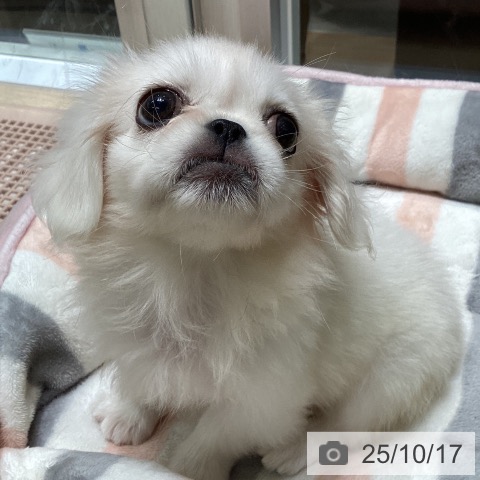 ペキニーズの写真