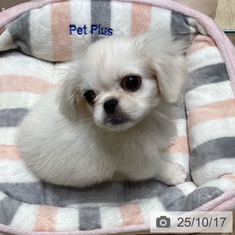 ペキニーズの写真