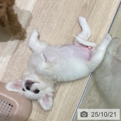 ペキニーズの写真