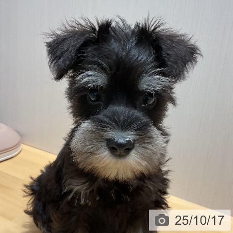 ミニチュア・シュナウザーの写真