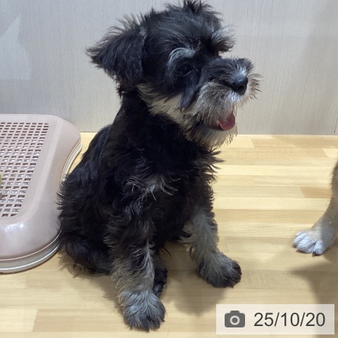 埼玉県のミニチュアシュナウザー (ペットプラス クレアモール川越店/2025年8月15日生まれ/男の子/ブラックシルバー)の子犬の4枚目の画像