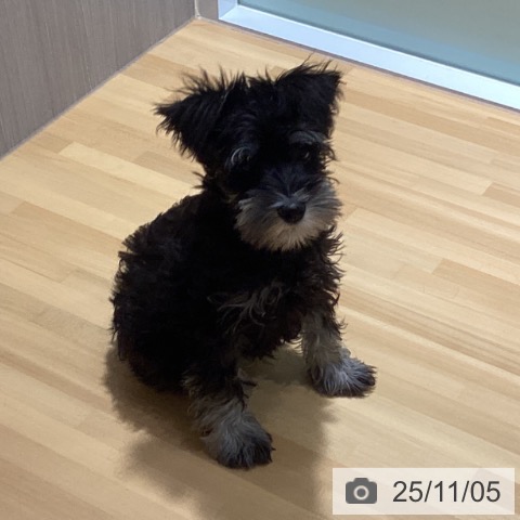 埼玉県のミニチュアシュナウザー (ペットプラス クレアモール川越店/2025年8月15日生まれ/男の子/ブラックシルバー)の子犬の3枚目の画像