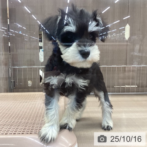 ミニチュア・シュナウザーの写真