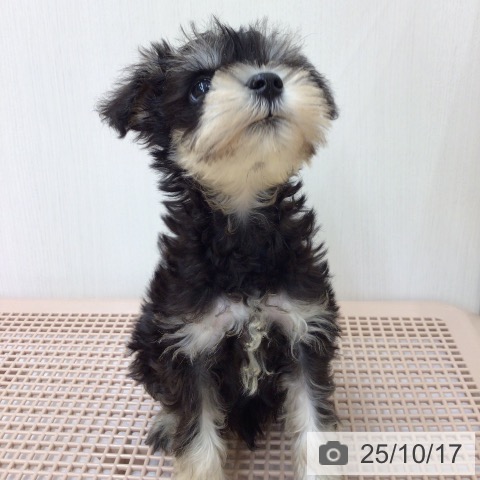 ミニチュア・シュナウザーの写真