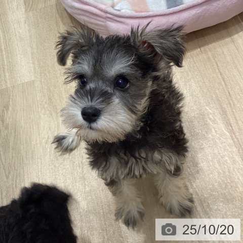ミニチュア・シュナウザーの写真