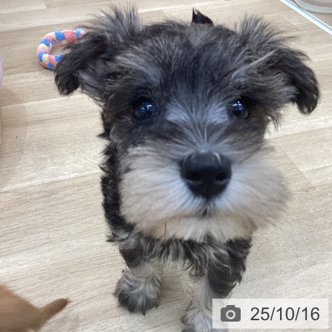 ミニチュア・シュナウザーの写真