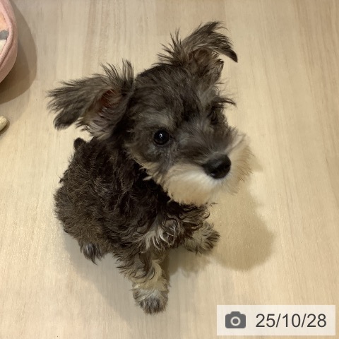 ミニチュア・シュナウザーの写真