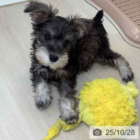 ミニチュア・シュナウザーの写真