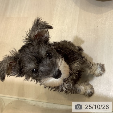 ミニチュア・シュナウザーの写真