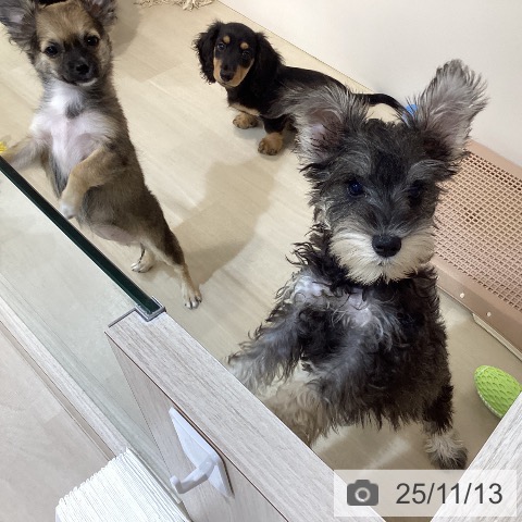 ミニチュア・シュナウザーの写真