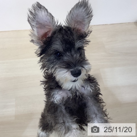 ミニチュア・シュナウザーの写真