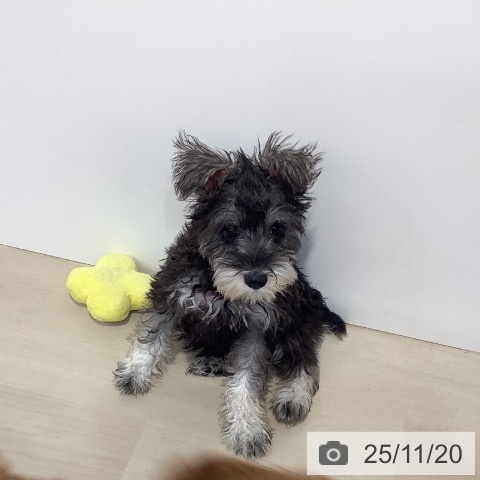 ミニチュア・シュナウザーの写真