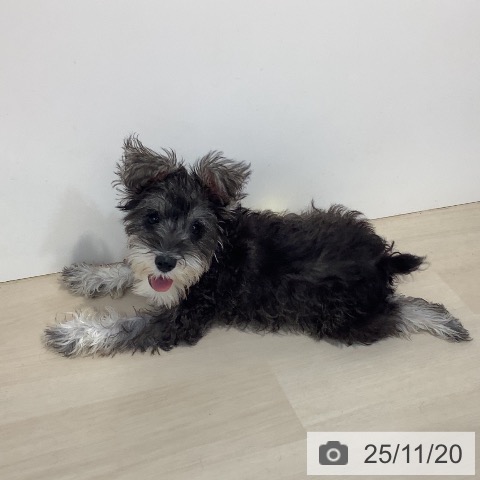 ミニチュア・シュナウザーの写真