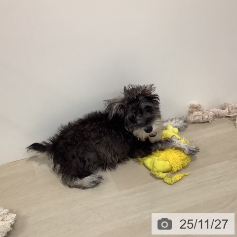 ミニチュア・シュナウザーの写真