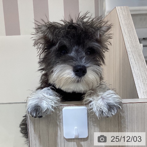 ミニチュア・シュナウザーの写真