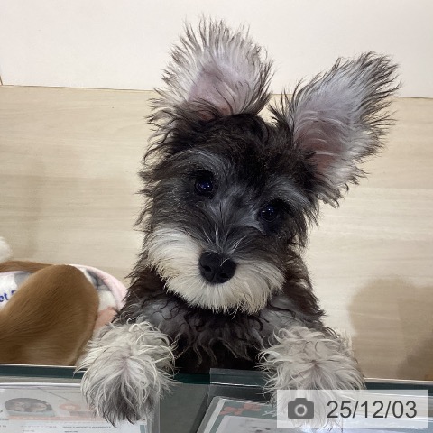 ミニチュア・シュナウザーの写真