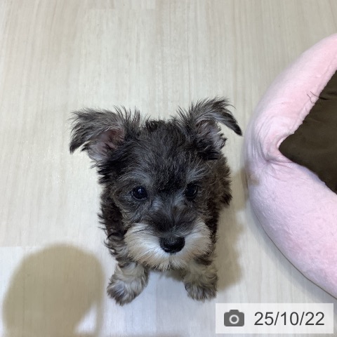 ミニチュア・シュナウザーの写真