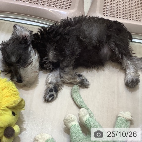 ミニチュア・シュナウザーの写真