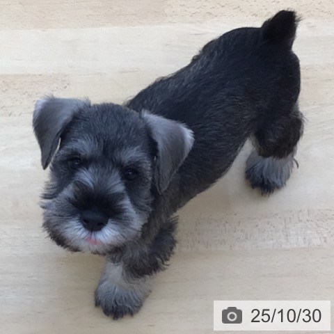 ミニチュア・シュナウザーの写真