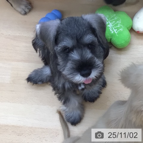 ミニチュア・シュナウザーの写真