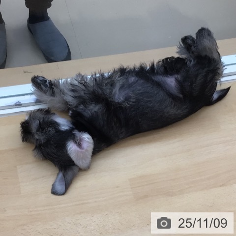 ミニチュア・シュナウザーの写真